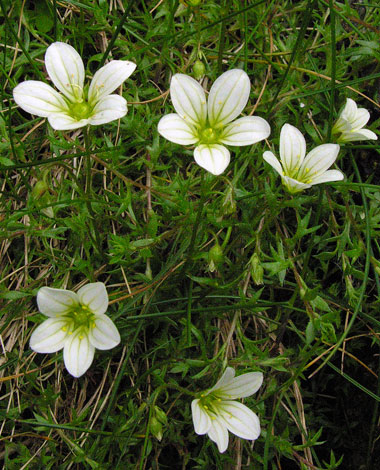 Saxifraga hypnoides Cwm Idwal