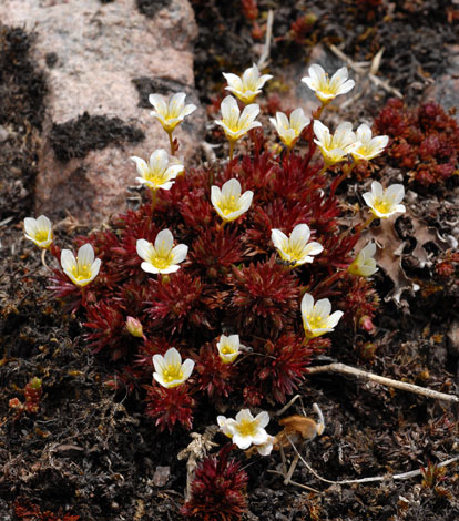 Saxifraga hypnoides The Mound