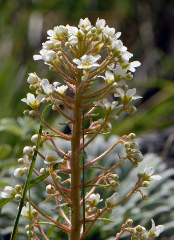Saxifraga longifolia close