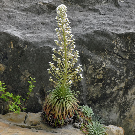 Saxifraga longifolia whole