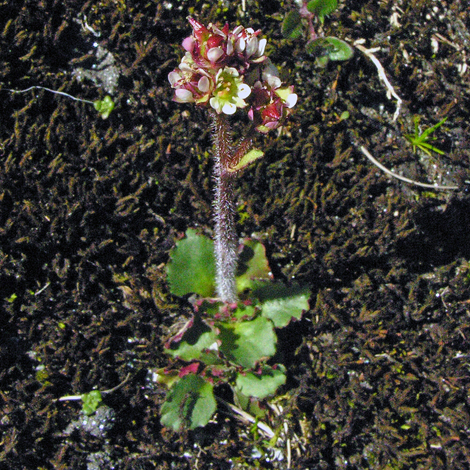 Saxifraga nivalis whole