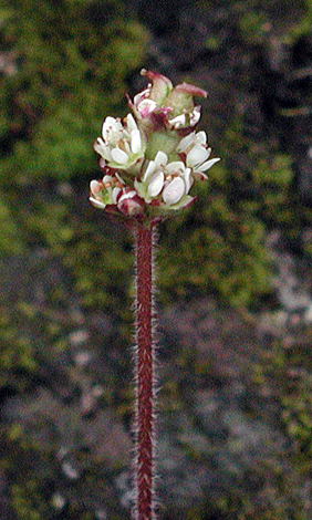 Saxifraga nivalis close