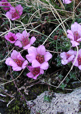 Saxifraga oppositifolia close