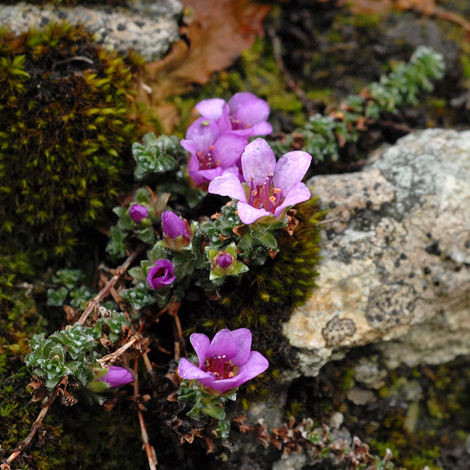 Saxifraga oppositifolia whole