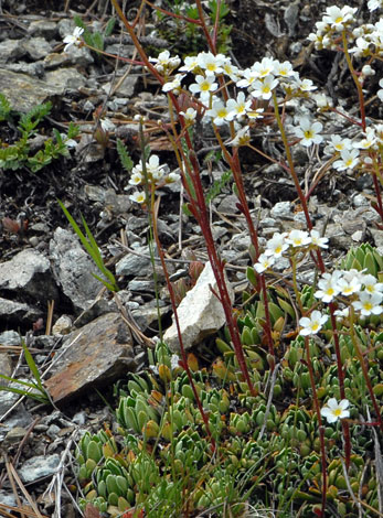 Saxifraga paniculata close