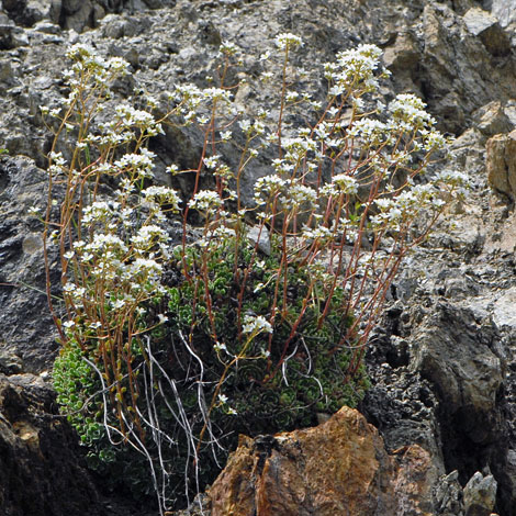 Saxifraga paniculata whole