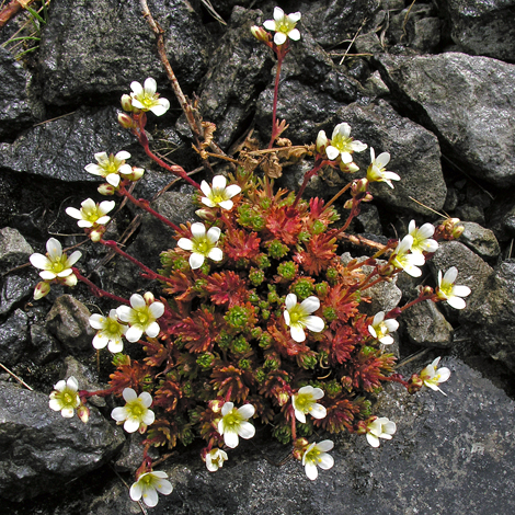 Saxifraga rosacea ssp rosacea whole