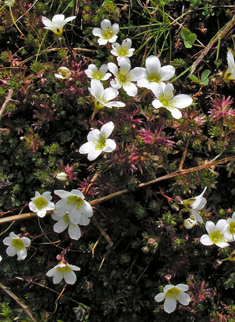 Saxifraga rosacea ssp rosacea close