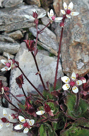 Saxifraga stellaris close