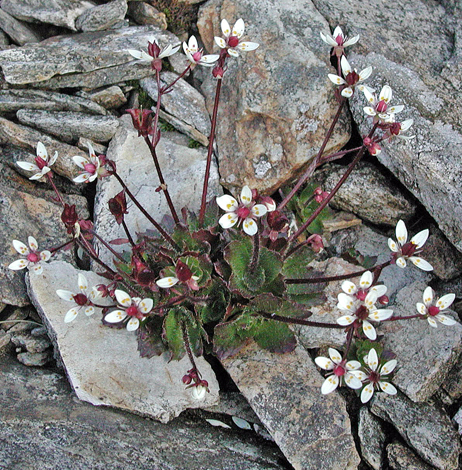 Saxifraga stellaris whole