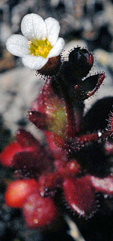Saxifraga tridactylites flower