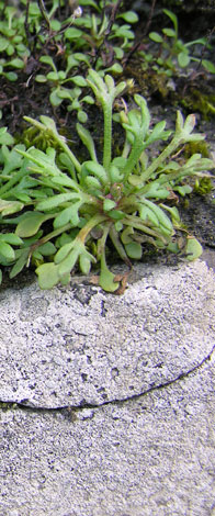 Saxifraga tridactylites leaves