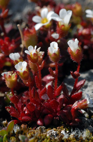 Saxifraga tridactylites whole