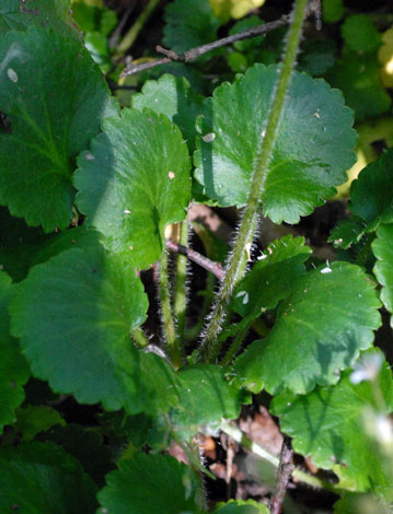 Saxifraga x polita leaves