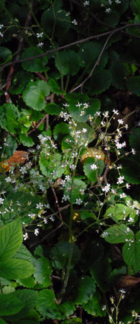 Saxifraga x polita whole