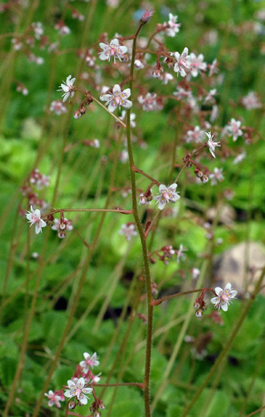 Saxifraga x urbium whole