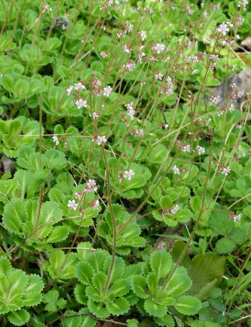 Saxifraga x urbium whole