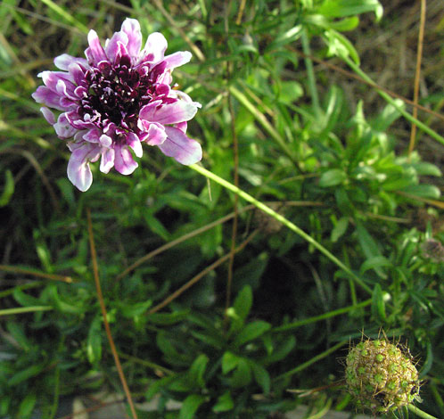 Scabiosa atropurpurea