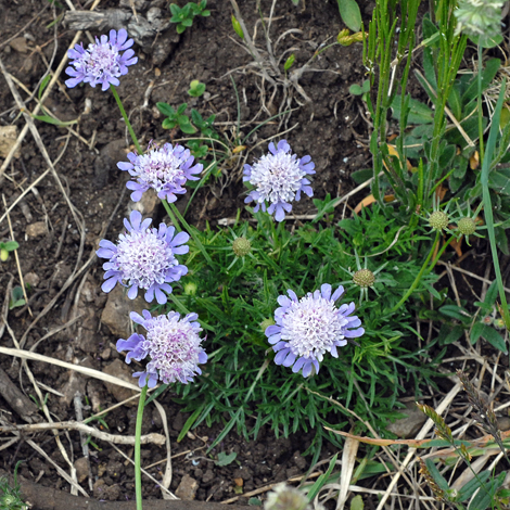 Scabiosa colombaria whole