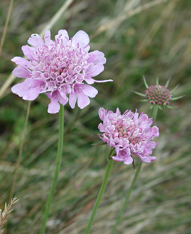 Scabiosa colombaria close pink