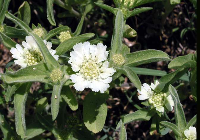 Scabiosa prolifera