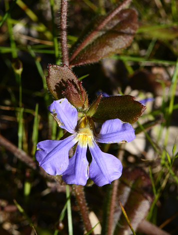 Scaevola calliptera close