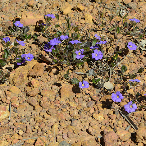 Scaevola calliptera whole