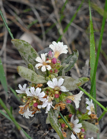 Scaevola canescens close