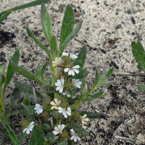 Scaevola canescens whole