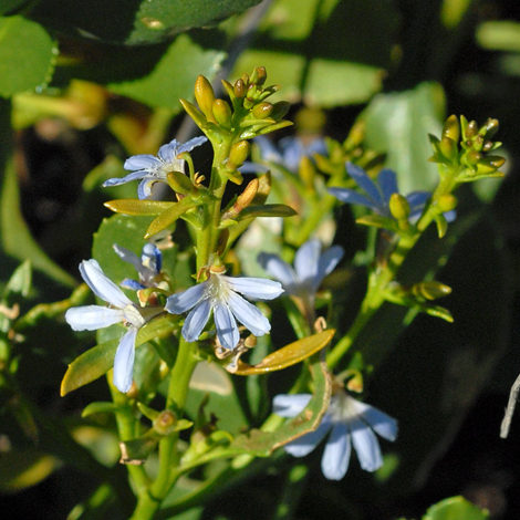 Scaevola crassifolia close