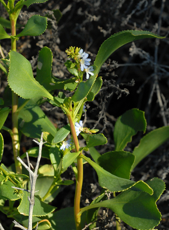 Scaevola crassifolia whole