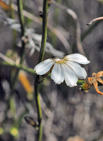 Scaevola restiacea close