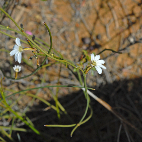 Scaevola restiacea whole