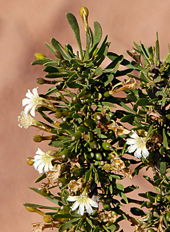 Scaevola spinescens close