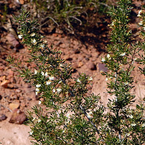 Scaevola spinescens whole