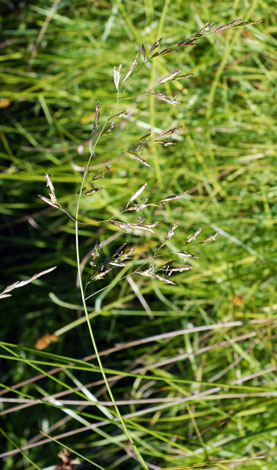 Schedonorus arundinaceus