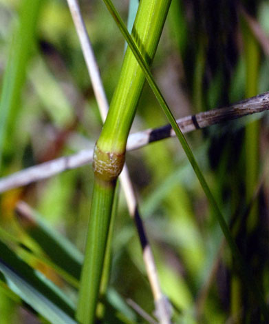 Schedonorus arundinaceus