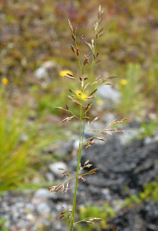 Festuca pratensis flower
