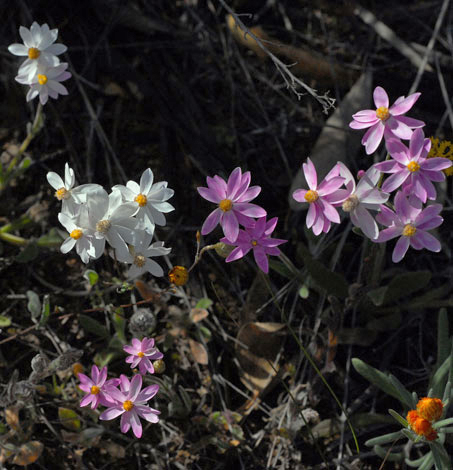 Schoenia cassiniana