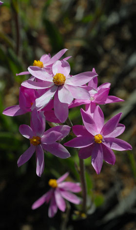 Schoenia cassiniana close