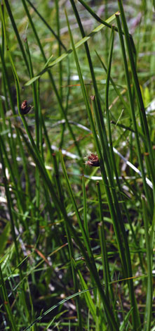 Schoenoplectus pungens