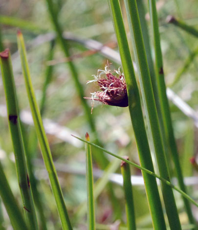 Schoenoplectus pungens