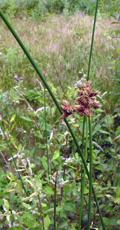 Schoenoplectus tabernaemontani