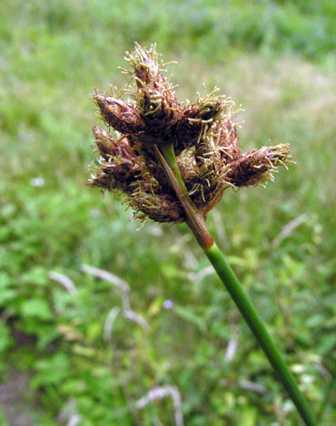 Schoenoplectus tabernaemontani close