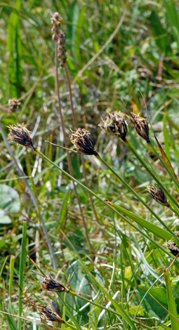 Schoenus nigricans close