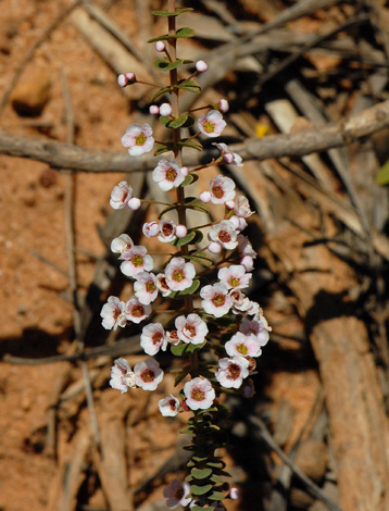 scholtzia uberiflora close