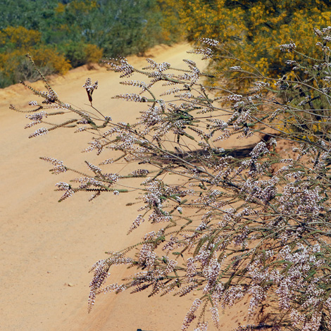 scholtzia uberiflora whole