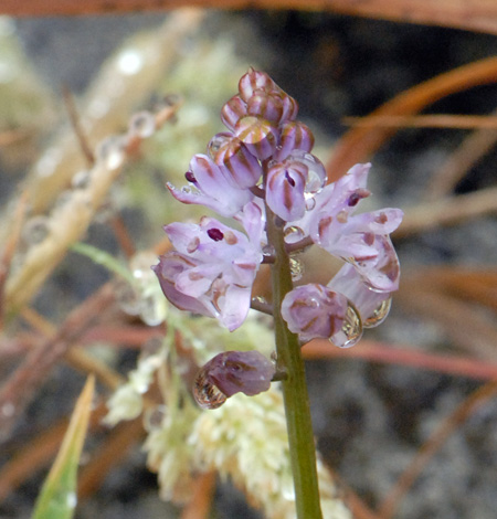 Scilla autumnalis close