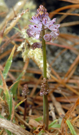 Scilla autumnalis whole