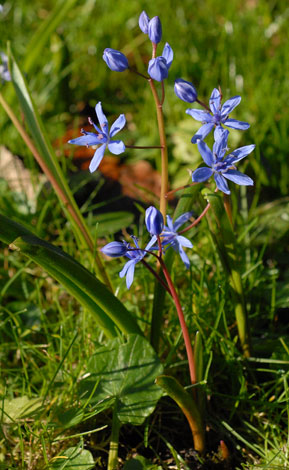 Scilla alpina